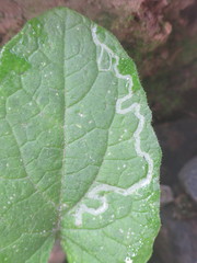 Phytomyza lappae