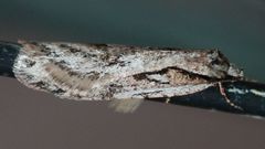 Semioscopis aurorella