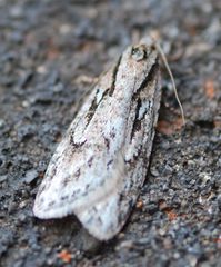 Semioscopis aurorella
