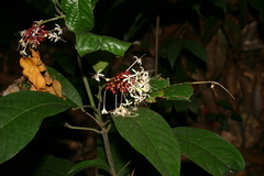 Clerodendrum deflexum