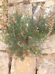 Antirrhinum siculum
