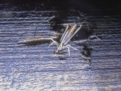 Rhomphaea urquharti