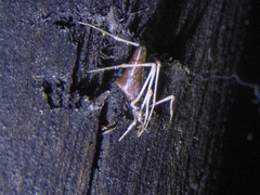 Rhomphaea urquharti