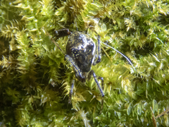 Episinus