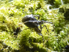 Episinus