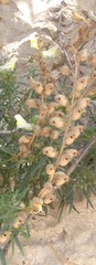 Antirrhinum siculum