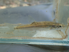 Phoxinus septimaniae