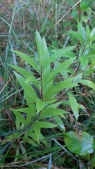 Solidago gigantea