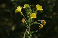 Oenothera stucchii