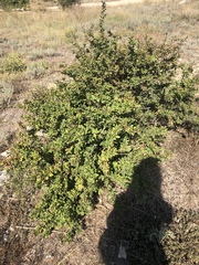 Cotoneaster tauricus