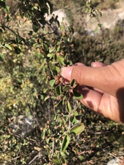 Cotoneaster tauricus