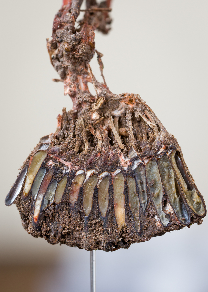 Cordyceps sp. 'TL11464'