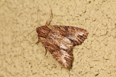 Apamea atrosuffusa
