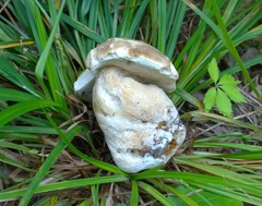 Boletus atkinsonii