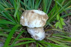 Boletus atkinsonii