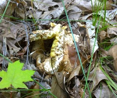 Boletus atkinsonii