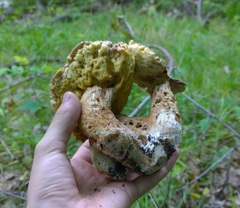 Boletus atkinsonii