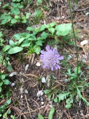 Knautia dipsacifolia