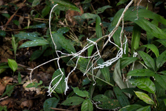 Brunneocorticium corynecarpon