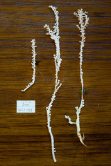 Brunneocorticium corynecarpon