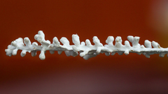 Brunneocorticium corynecarpon