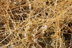 Cuscuta umbellata