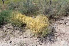 Cuscuta umbellata