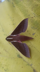 Theretra pallicosta