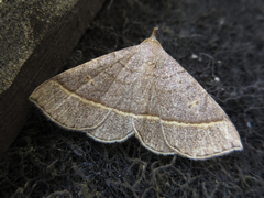 Paracolax trilinealis