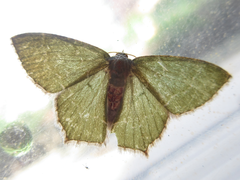 Maxates illiturata