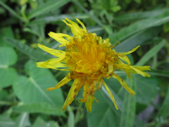Sonchus brachyotus