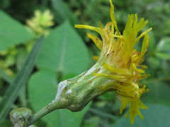 Sonchus brachyotus