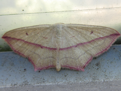 Timandra griseata