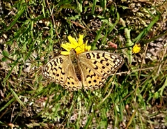 Argynnis adippe