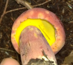 Baorangia