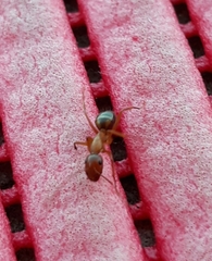 Camponotus nylanderi