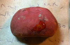 Baorangia