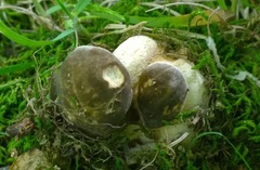 Boletus atkinsonii