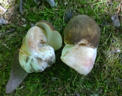 Boletus atkinsonii