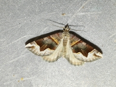 Scotopteryx moeniata