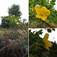 Hypericum chamaemyrtus