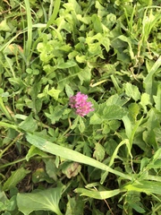 Trifolium pratense