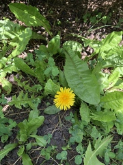 Taraxacum officinale
