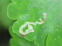 Phytomyza minuscula