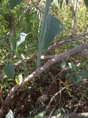 Nicotiana glauca