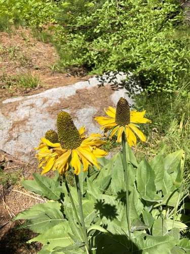 California coneflower (Rudbeckia californica)