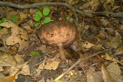 Tylopilus atronicotianus