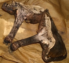 Tylopilus atronicotianus