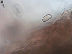 Tylopilus atronicotianus