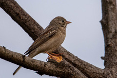 Emberiza buchanani